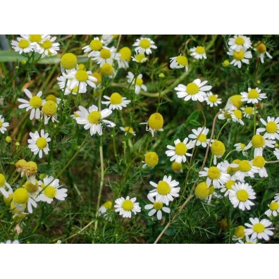 camomille matricaire