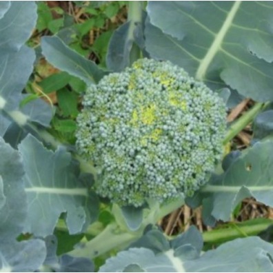 camomille matricaire