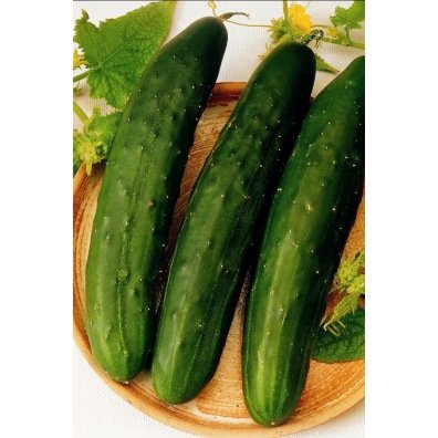 camomille matricaire