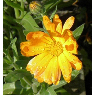 camomille matricaire