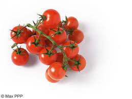 carottes
